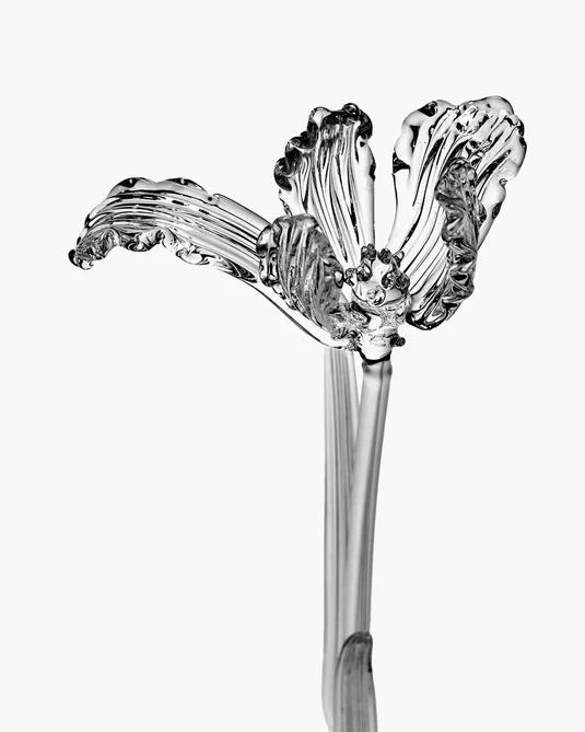 Fleur Tulipe transparent Josephine