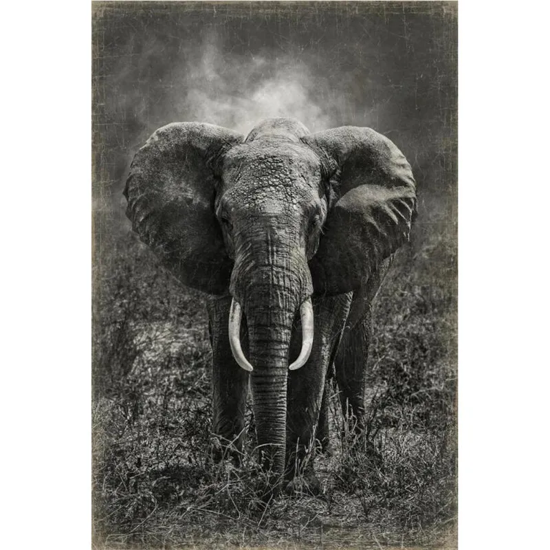 Affiche Elephant Tanzanie de Serge Anton